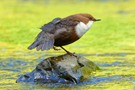 Wasseramsel-Stretching