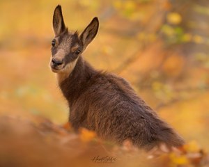 Kleine Gämse im Herbst