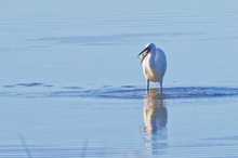 Der frühe Vogel fängt den Fisch