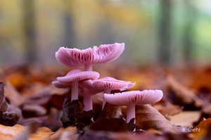 Im herbstlichen Pilzwald