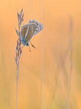 POlyommatus damon