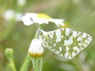 Westlicher gesprenkelter Weißling