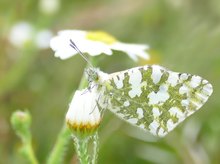 Westlicher gesprenkelter Weißling