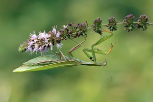 Mantis religiosa