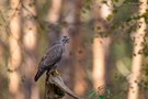 Herbstlicher Bussard