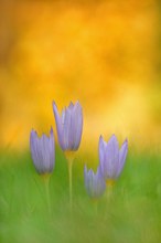 Herbstkrokusse