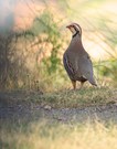 Rothuhn ((Alectoris rufa) Weibchen