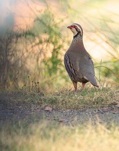 Rothuhn ((Alectoris rufa) Weibchen