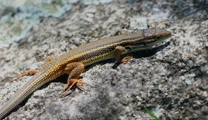 Algerischer Sandläufer