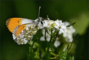 Auf der Knoblauchsrauke