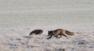 Ranzzeit der Füchse, Vulpes vulpes (WILDLIFE)