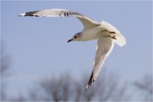 Larus canus