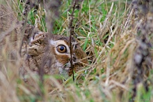 Mein Name ist Hase ...