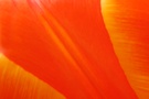 Detail einer Tulpe
