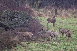 Rehe (Capreolus capreolus)