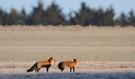 Ranzzeit der Füchse, Vulpes vulpes (WILDLIFE) 2