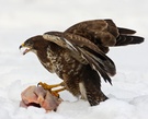 Mäusebussard mit Suppenhuhn