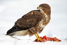 Mäusebussard im Schnee