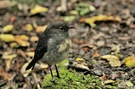 Stewart Island Robin