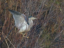 Im Geäst...Nachtreiher (Nycticorax Nycticorax)