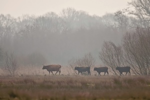 Heckrinder in den Rieselfeldern von Münster