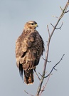 Bussard in Ahorn - PUR