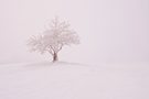 Reifbaum im Nebel