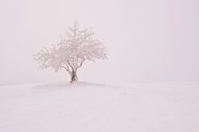 Reifbaum im Nebel