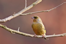 Grünfinkmännchen (Carduelis chloris)