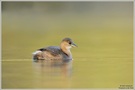 Zwergtaucher (Tachybaptus ruficollis)