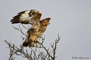 Mäusebussard (buteo buteo)