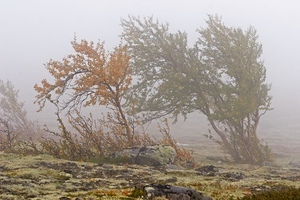 Dovrefjell