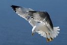 Landeanflug