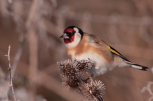 Winterlicher Distelfink