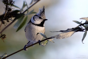 Haubenmeise (Lophophanes cristatus)