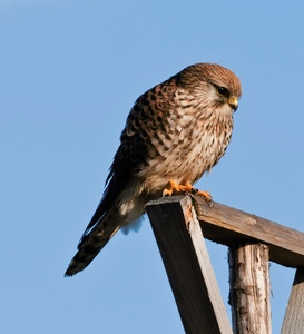 Turmfalke auf Ansitz !!