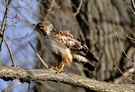 Mäusebusard im Baum !!