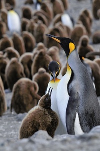 Familienleben bei Königspinguins - wildlife