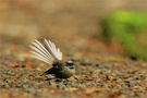 Fantail