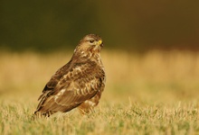 Bussard bis zum Abwinken