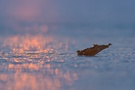 Blatt auf Eis bei Sonnenuntergang