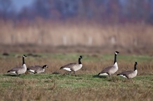 Kanadagänse (Branta canadensis)