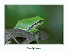 Laubfrosch