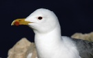 Im Profil