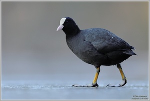 Blässhuhn (Fulica atra)