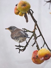 Krammetsvogel....