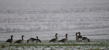 Graugänse bei Wintereinbruch