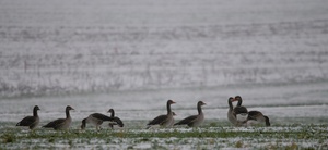 Graugänse bei Wintereinbruch