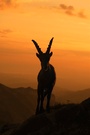 Steinbock bei Sonnenaufgang