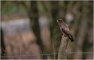 Mäusebussard bei leichtem Schneefall